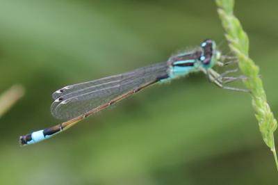 Agrion élégant