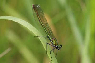 Calopteryx splendens