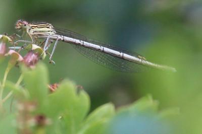 Agrion à larges pattes