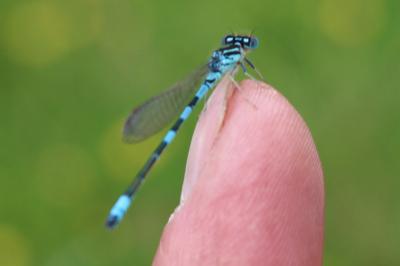 Agrion mignon 