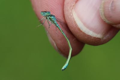 Agrion mignon 