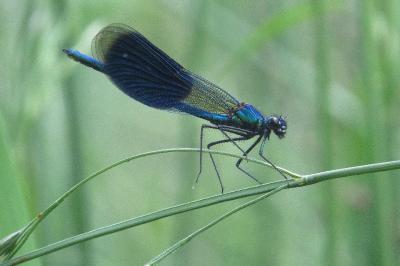 Calopteryx splendens