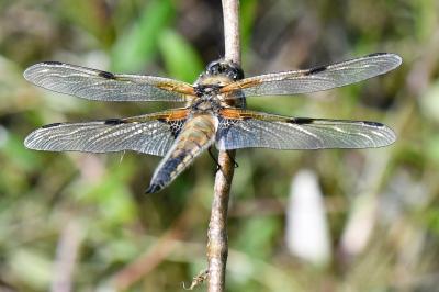 Libellule quadrimaculée 