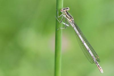 Agrion à larges pattes
