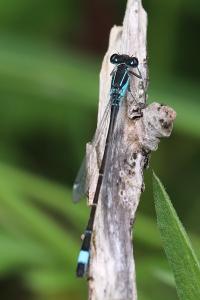 Agrion élégant