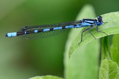 Agrion porte-coupe