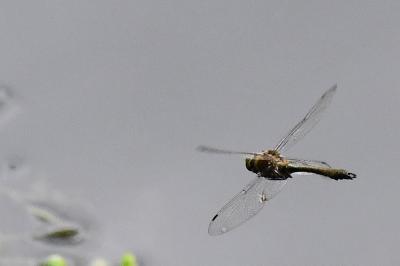 Cordulie bronzée 