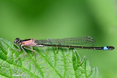 Agrion élégant