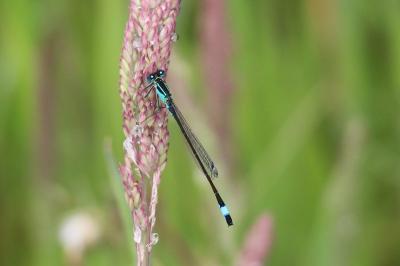 Agrion élégant