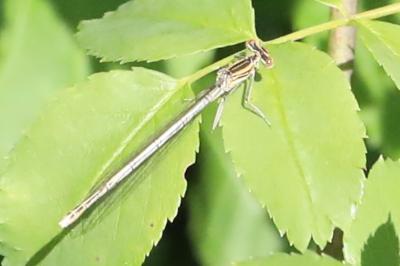 Agrion à larges pattes