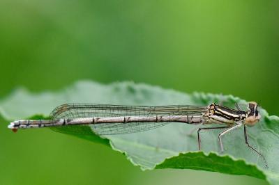 Agrion à larges pattes