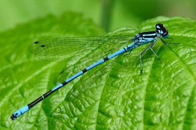 Agrion jouvencelle