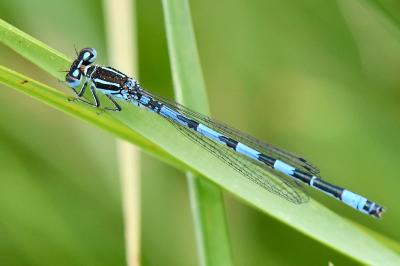 Coenagrion mercuriale