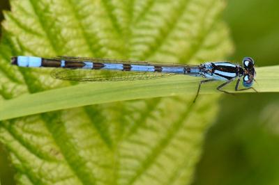 Agrion porte-coupe