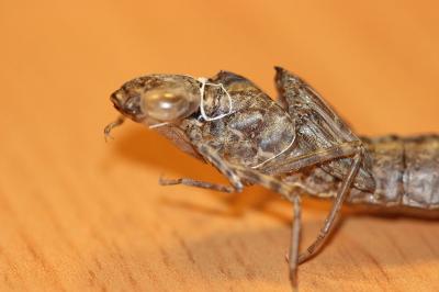 Anax napolitain 