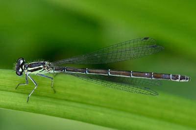 Agrion jouvencelle