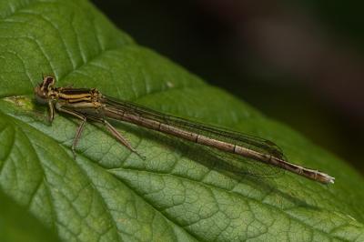 Agrion à larges pattes