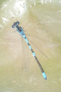Agrion mignon 