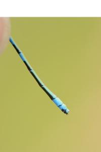 Agrion mignon 