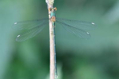 Leste vert