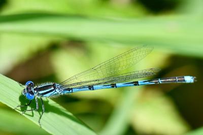 Agrion de Vander Linden