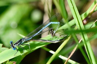 Agrion à larges pattes