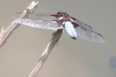 Libellule déprimée 