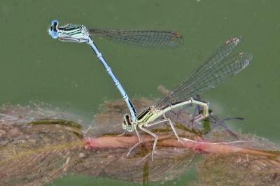 Agrion à larges pattes