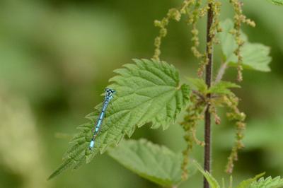 Agrion jouvencelle