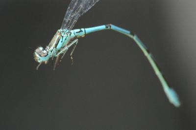 Agrion jouvencelle