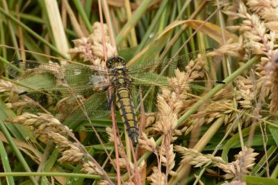 Orthétrum réticulé 