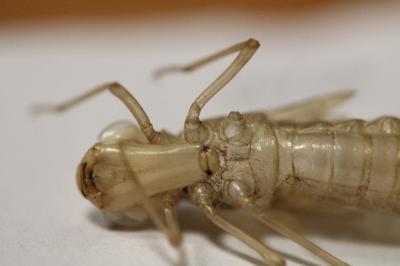<i>Anax</i>