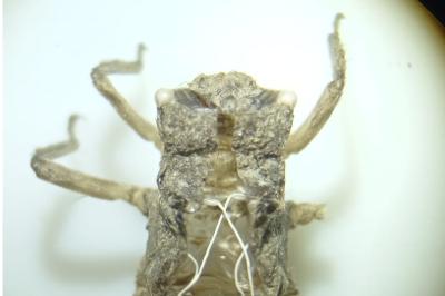 <i>Libellula</i>