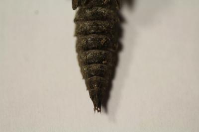 Cordulégastre annelé 