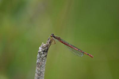 Ceriagrion tenellum