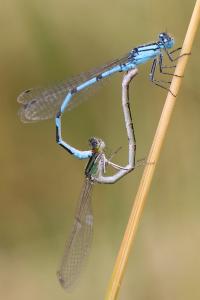 Agrion porte-coupe