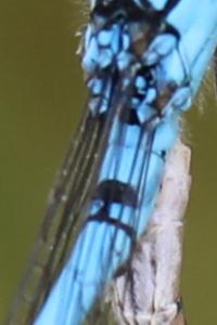 Agrion porte-coupe
