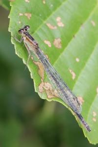 Agrion élégant