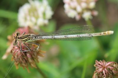 Agrion à larges pattes
