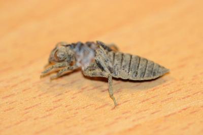Onychogomphus forcipatus