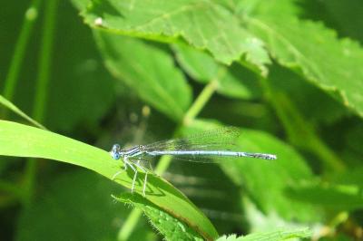 Agrion à larges pattes