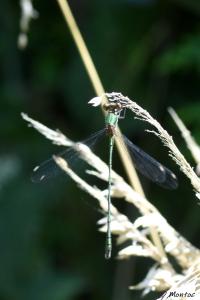 Leste vert