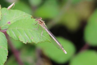 Agrion à larges pattes