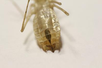 <i>Sympetrum striolatum/meridionale</i>