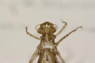 <i>Sympetrum striolatum/meridionale</i>