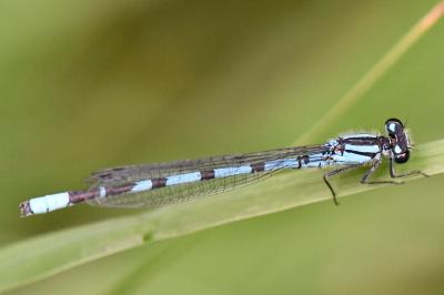 Agrion porte-coupe