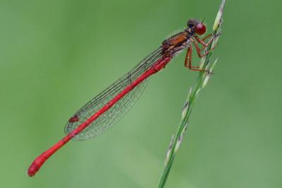 Agrion délicat