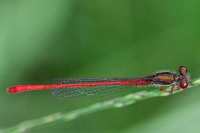 Agrion délicat