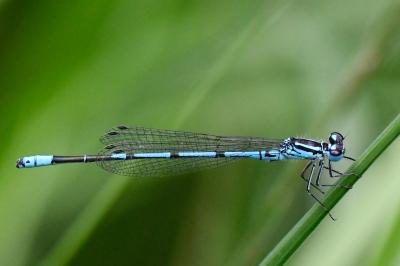 Agrion jouvencelle
