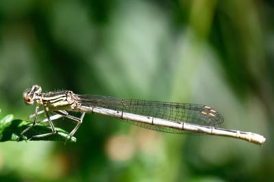 Agrion à larges pattes